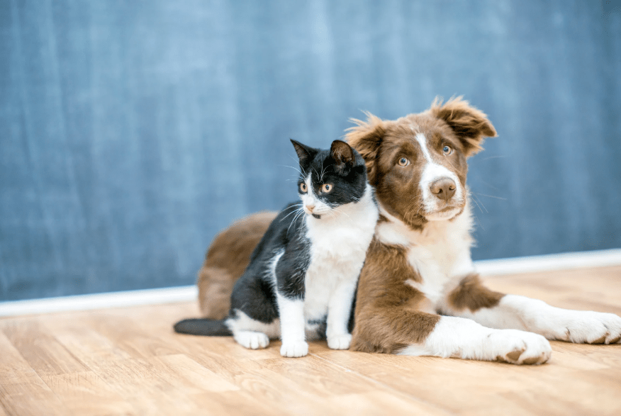 Un perro y un gato posando juntos.