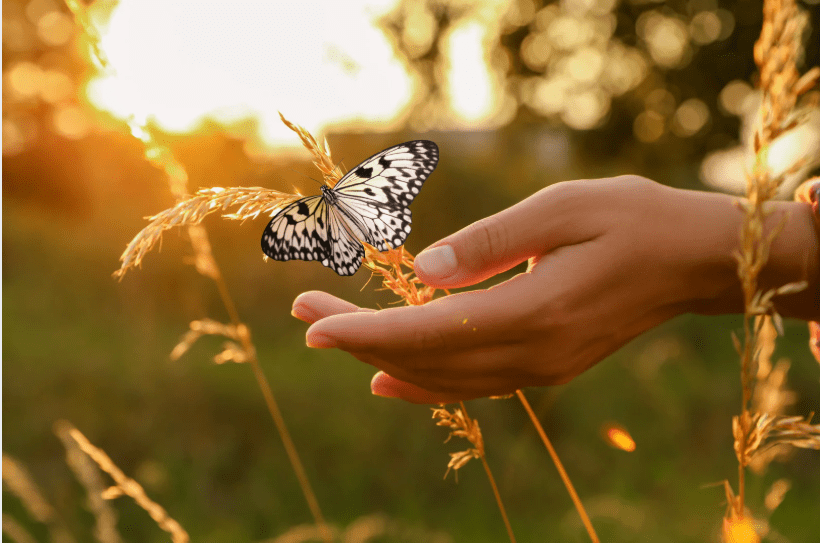 Unas manos bajo una mariposa en el campo.